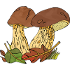 fungi