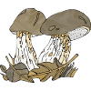 fungi