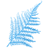 Blue fern