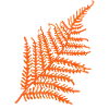 Fern in Orange