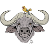 Stocky buffalo with songbird