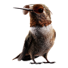 Hummingbird Hummingbird Bird Hummingbirds Cute Hummingbird