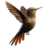 Hummingbird Hummingbird Bird Hummingbirds Cute Hummingbird
