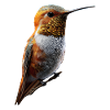 Hummingbird Hummingbird Bird Hummingbirds Cute Hummingbird