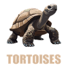 Tortues Tortue