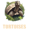 Tortues Tortue