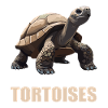 Tortoises Tortoise
