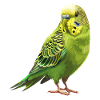 Joie de vivre budgie design