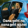 Hamsterabenteuer_im_blauen_Auto