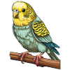 BIRD BUDGIE