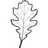 LiGu Design - Oak Leaf Outline