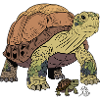 Detailed turtle with cub