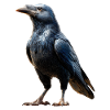 Raven, Crow, Bird, Raven Crow, Jackdaw, Black Raven