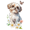 Shih Tzu et papillon