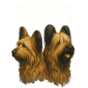 Briard