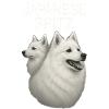 Japanese Spitz