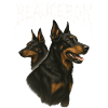 Beauceron