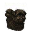 Affenpinscher