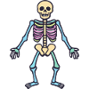 Skeleton Skull