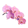 orchidée rose isolé clipart
