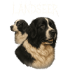 Landseer
