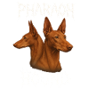 Chien du Pharaon