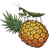 Pineapple with grasshopper illustration