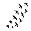 Volée d’oiseaux silhouette sur fond noir