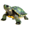 Detailed turtle illustration on clothing