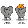 African Elephant, Indian Elephant