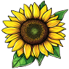 Sunflower Vector Graphic Illustration