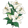Lilies white illustration graphic