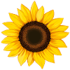 Sunflower vector illustration yellow flower