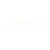 Fish with water movement