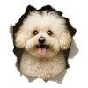 Bolognese Dog