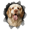 Clumber Spaniel