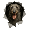 Scottish Deerhound