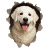 Kuvasz