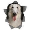 Borzoi