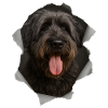 Bouvier des Flandres