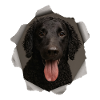 Curly coated retriever