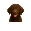 Curly coated retriever