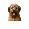 Catalan Sheepdog