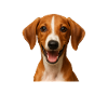 Azawakh