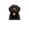 Bouvier des Flandres