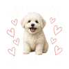 Bolognese Dog