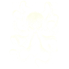 Octopuses