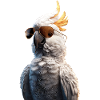 Parrot Macaw Parakeet Cockatoo Lover Parrots