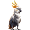 Parrot Macaw Parakeet Cockatoo Lover Parrots