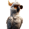Parrot Macaw Parakeet Cockatoo Lover Parrots